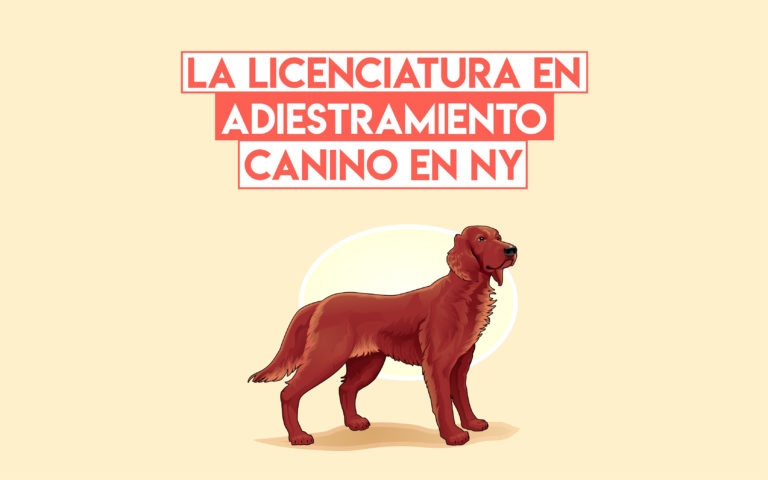 La licenciatura en Adiestramiento Canino en NY